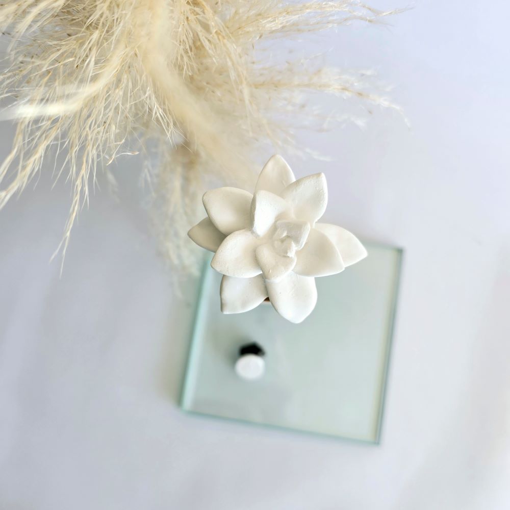 Parfum Talc - Score Portugal